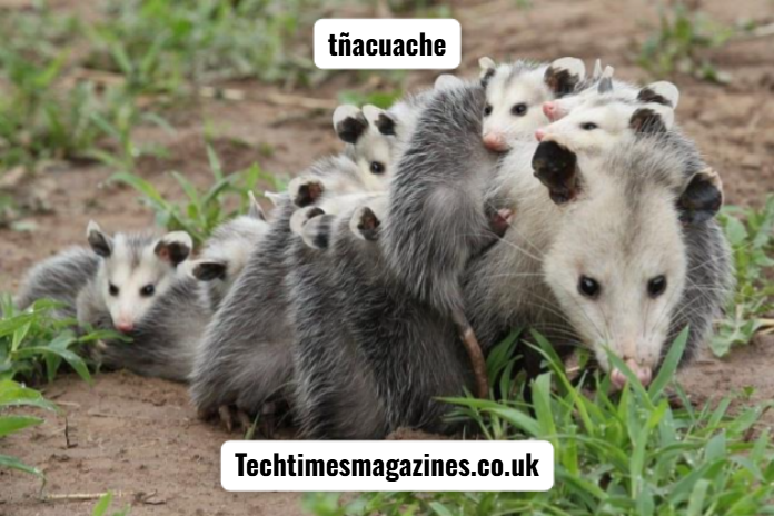 tñacuache